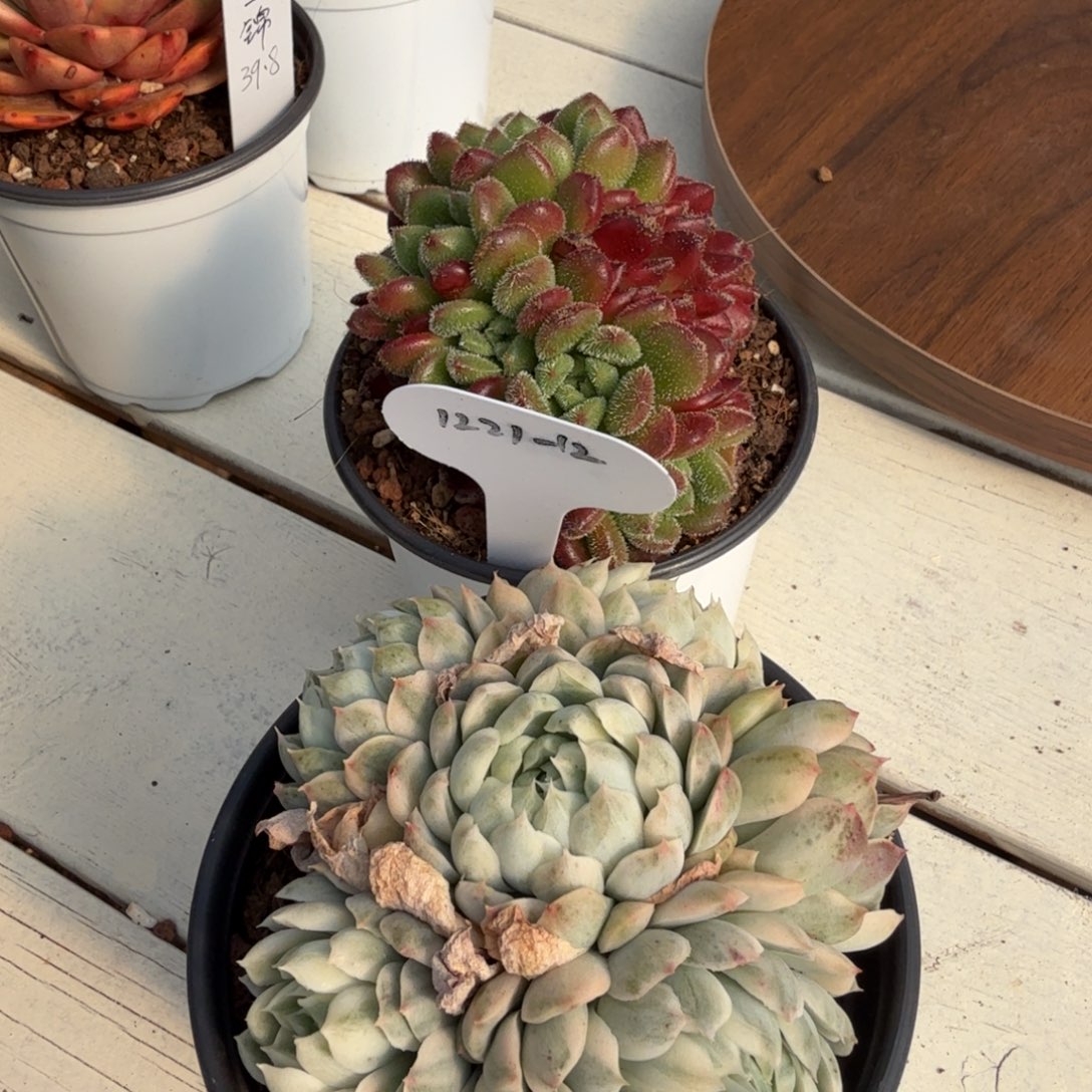 琬***宁1221-12卡罗尔朵缀一颗香草月影锦群一颗