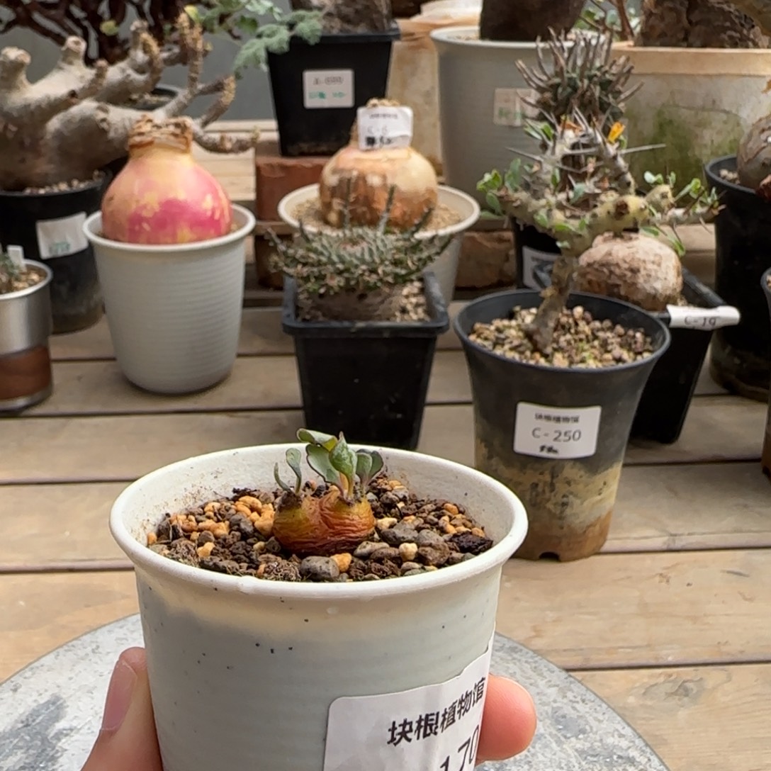 170宙斯厚敦菊不带盆