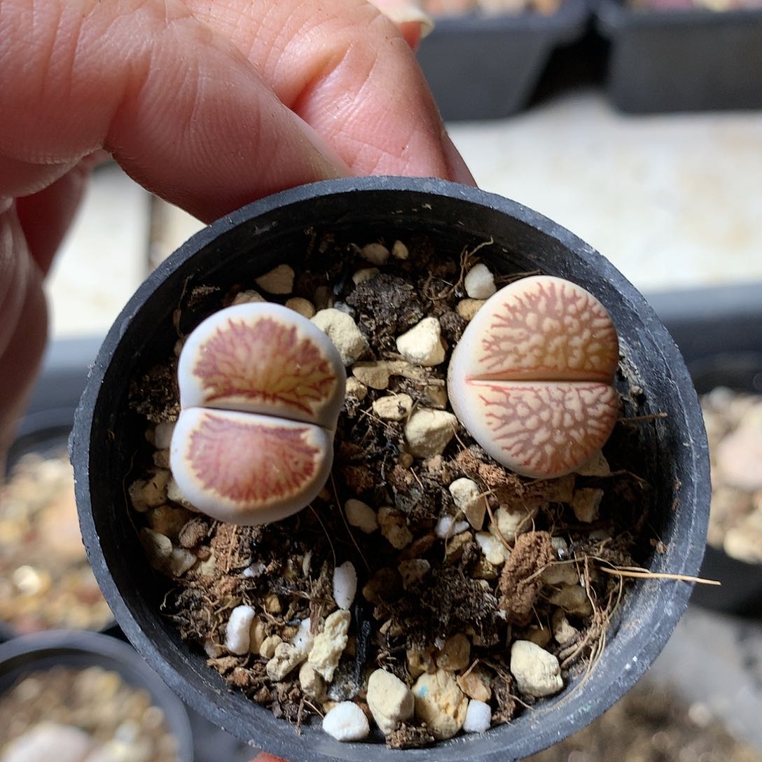 A452多肉植物保护