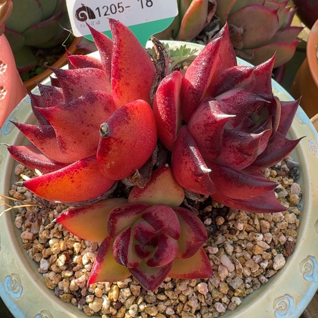 从前慢多肉精选编号1205.18