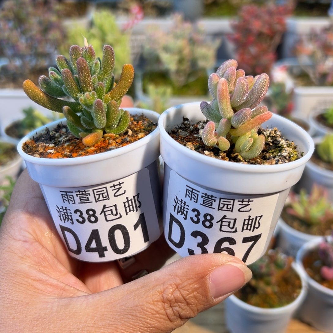 奶***唐30-401+367专拍琉璃+紫闪光