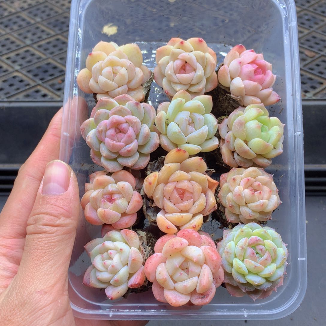 反反复复还是很开心075