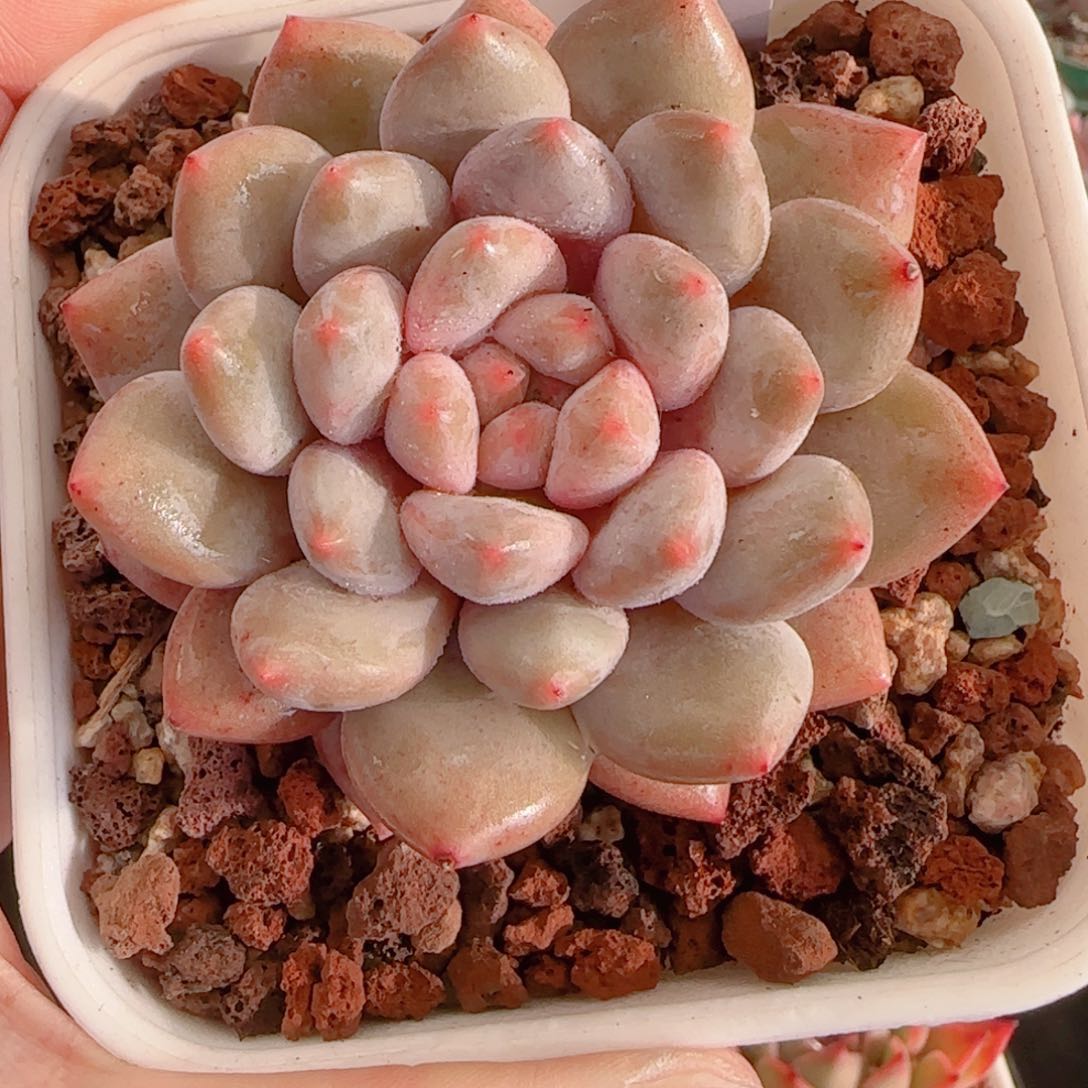 多肉植物8471…………..