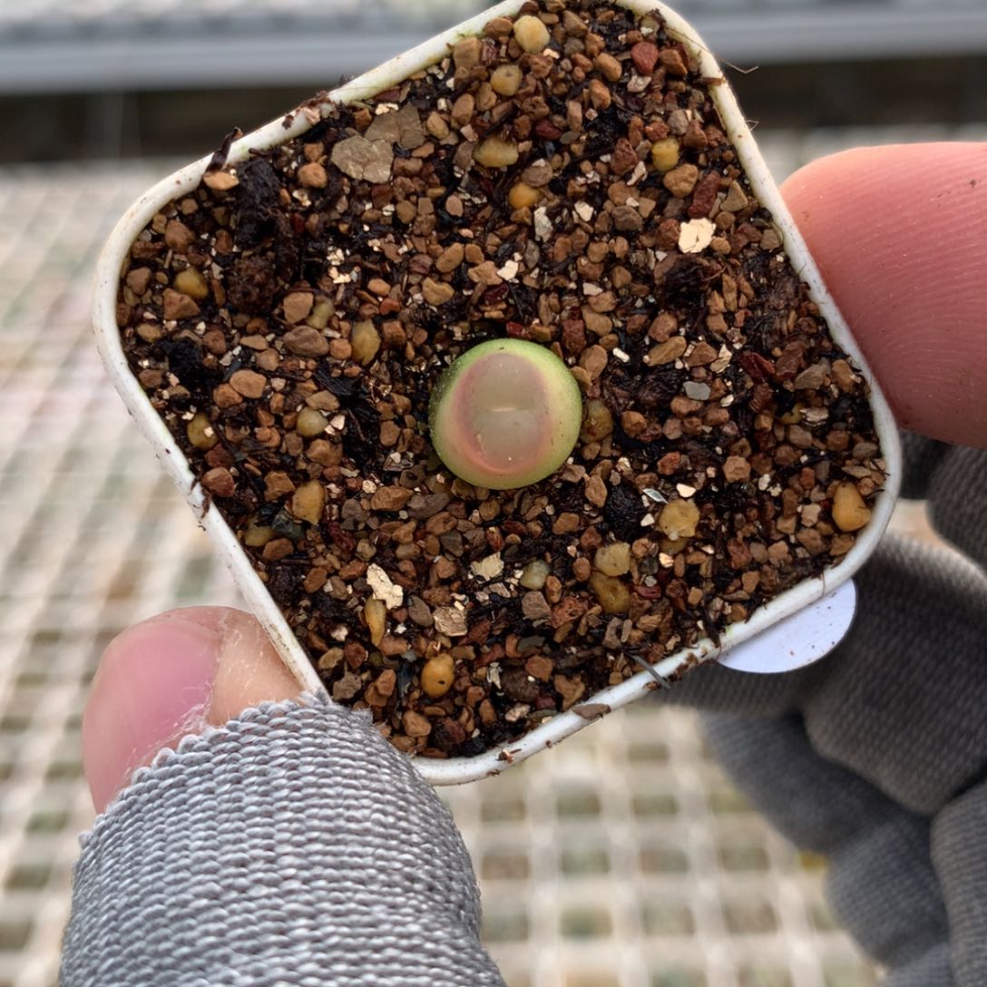 79号大王拉登一颗