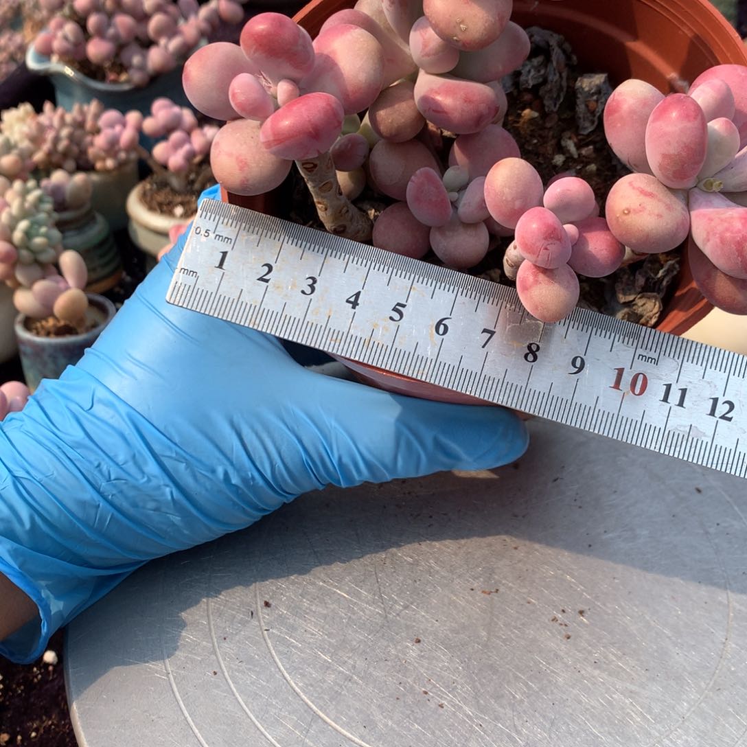 16号不带盆偏远的不包邮的