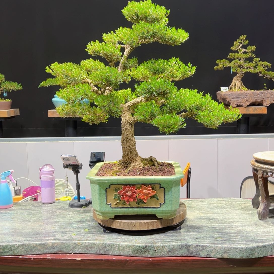 绿植黄杨盆景盆景