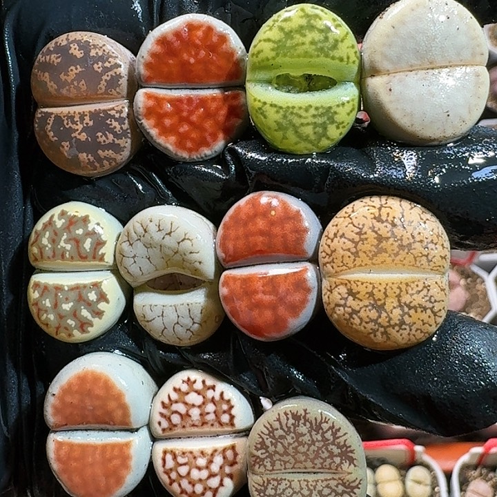 生石花11111111。    203