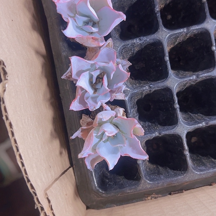 广寒宫精品多肉植物