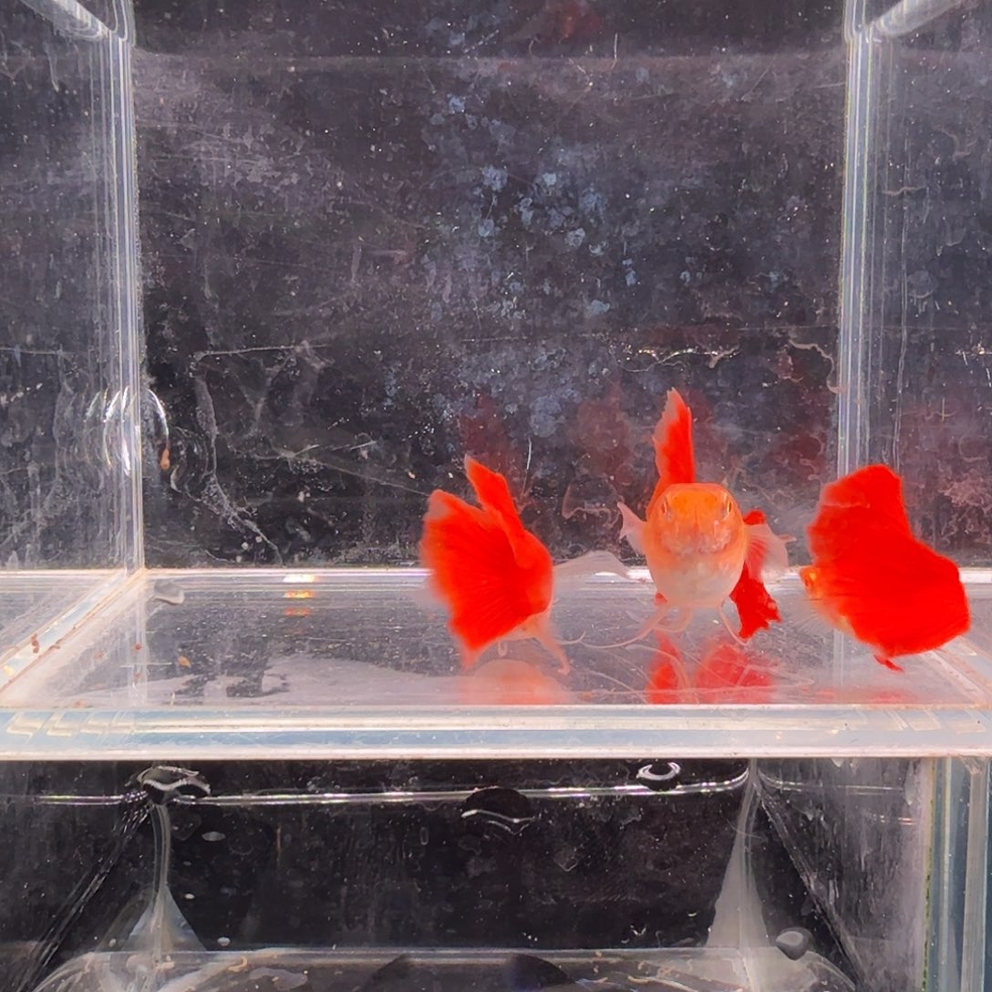 孔雀鱼血红大C2对