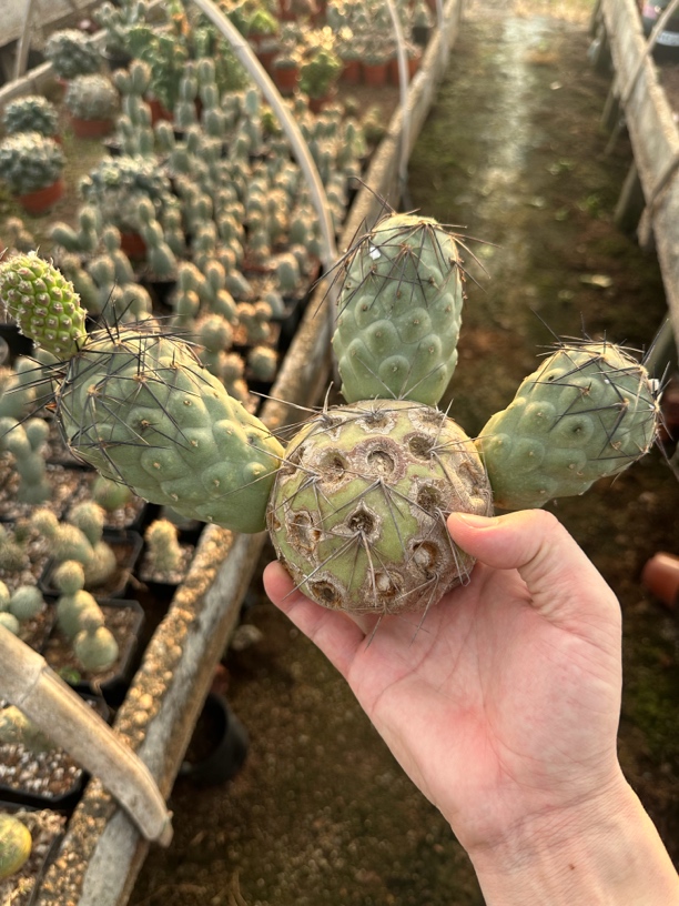 仙人球直播综合链接恐龙蛋鹅蛋习自野