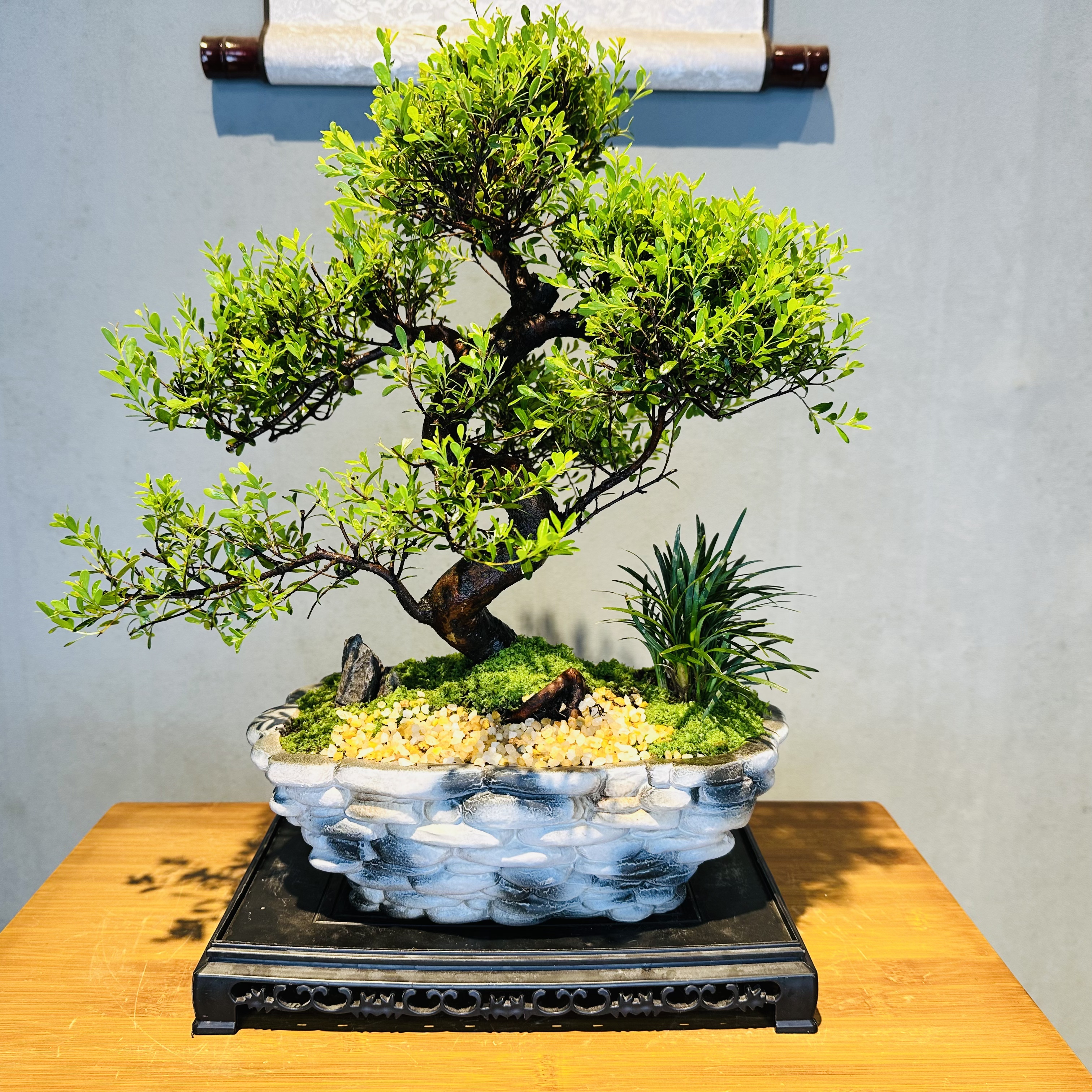 大老桩造型赤楠+鹅卵石深盆+接水盘