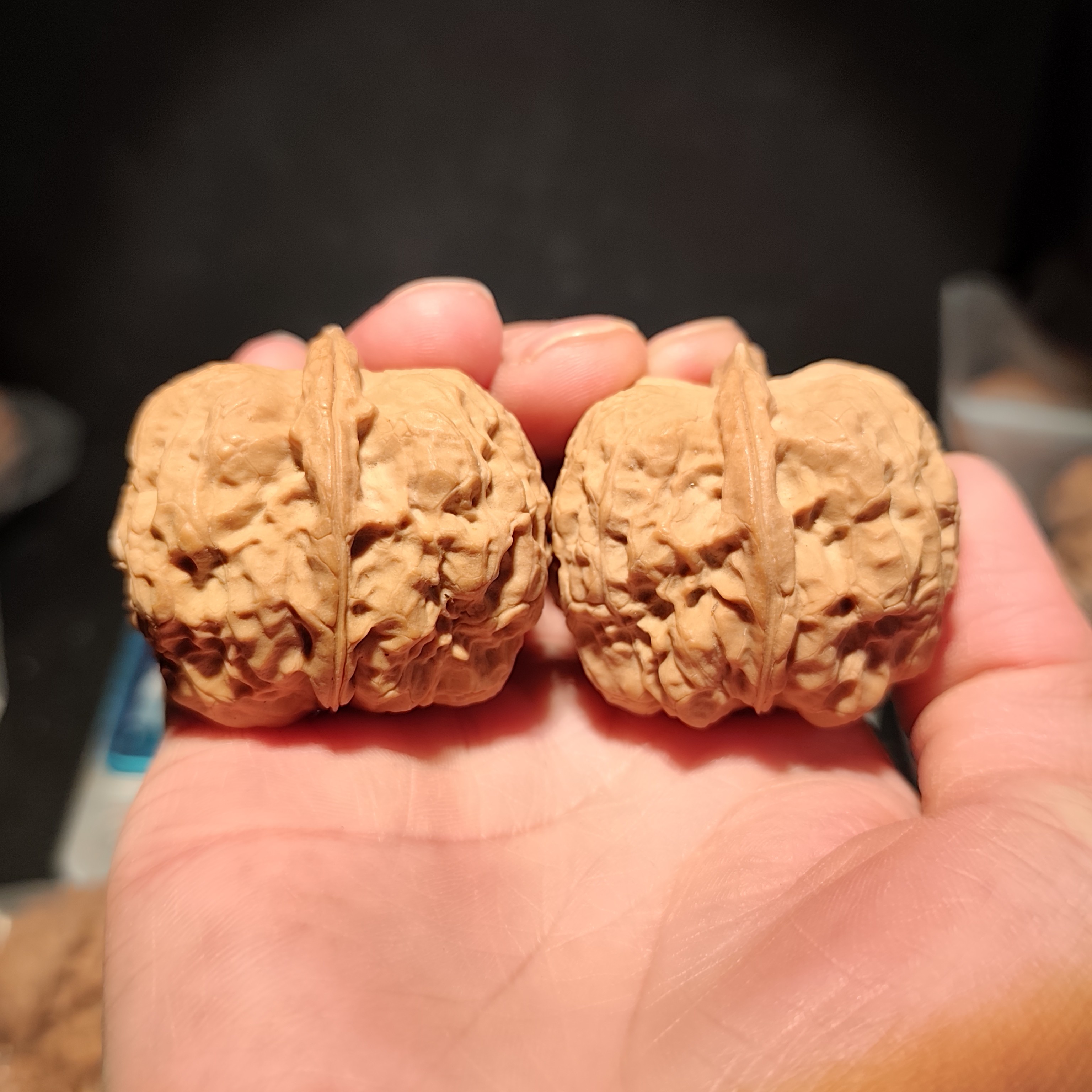 181号42云南铁核桃驼铃腊皮果冻带阴皮磕尖微修尖