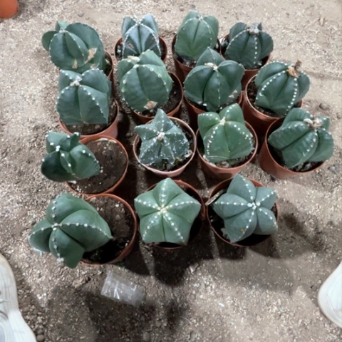 鸾鸾我爱你我爱你我