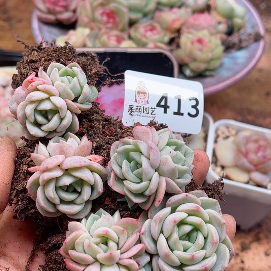 多肉植物多肉植物