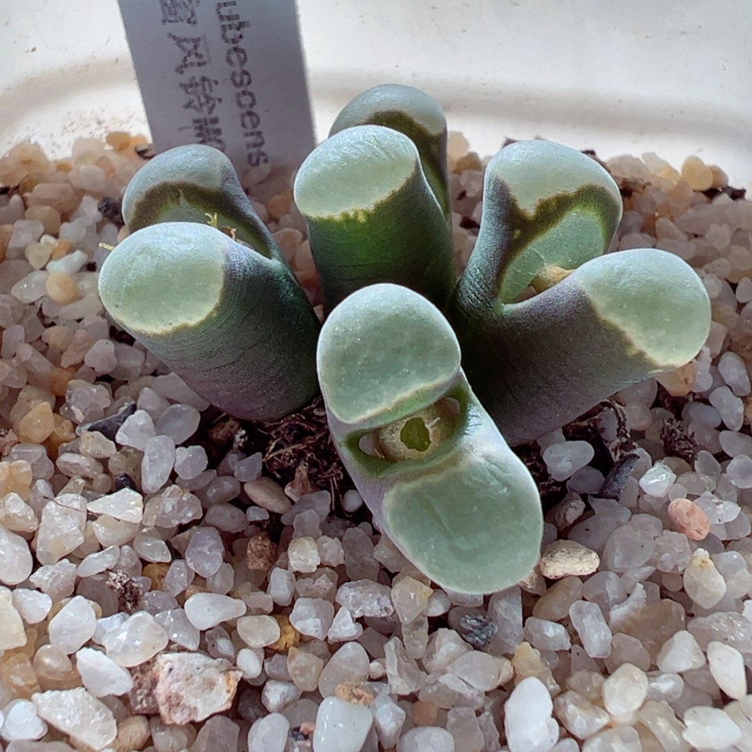 1212-652多肉多日绒极窗