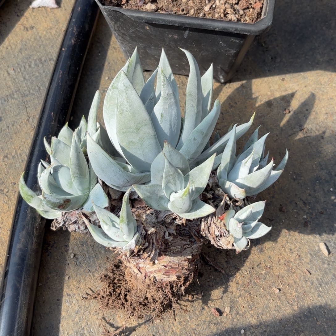 星***辰雪山，仙女杯多肉。