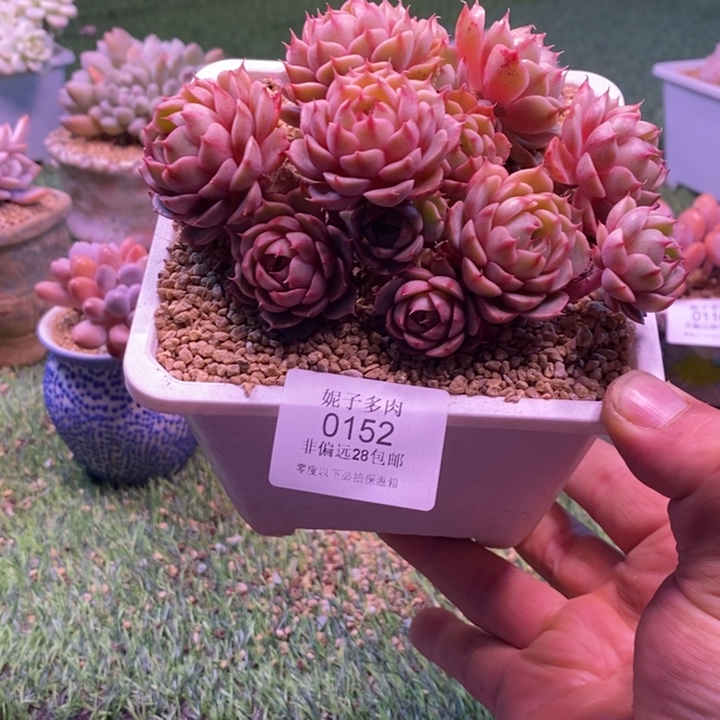 0152啊啊啊啊啊啊啊啊啊啊啊啊啊