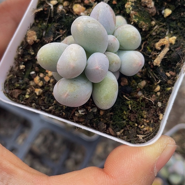 开****一我一拍米可奶满18