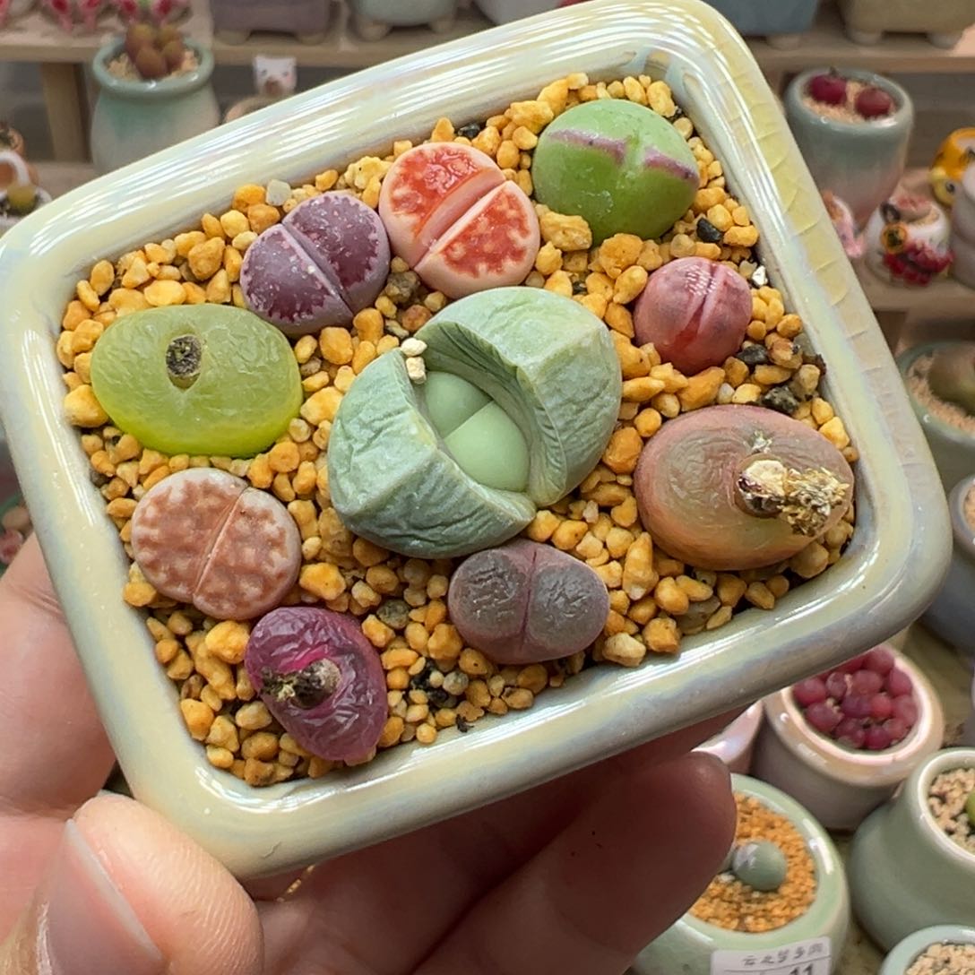 多肉植物17号彩色组合