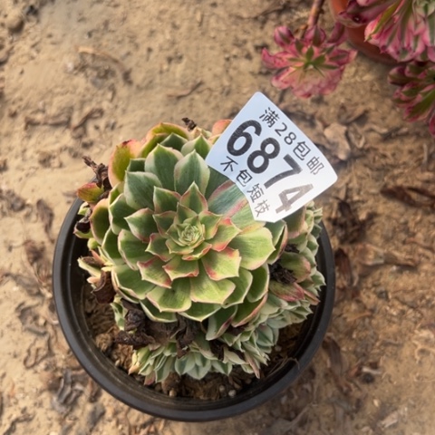 瑶光多肉植物6874