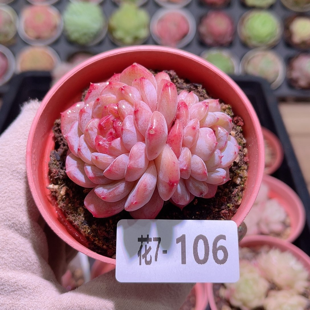 花利美7-106雪颜玉双头