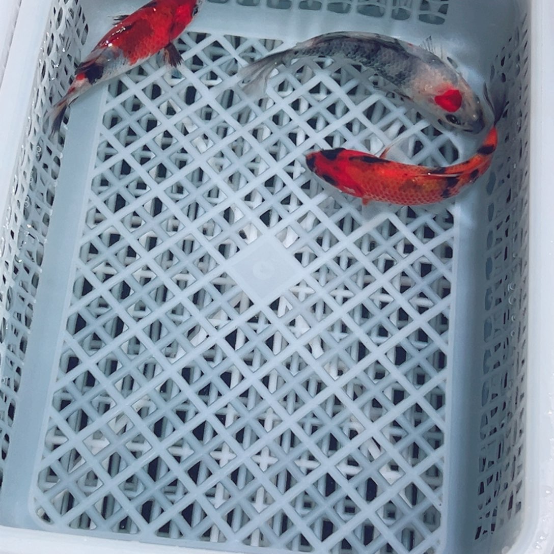 锦鲤锦鲤观赏鱼1111