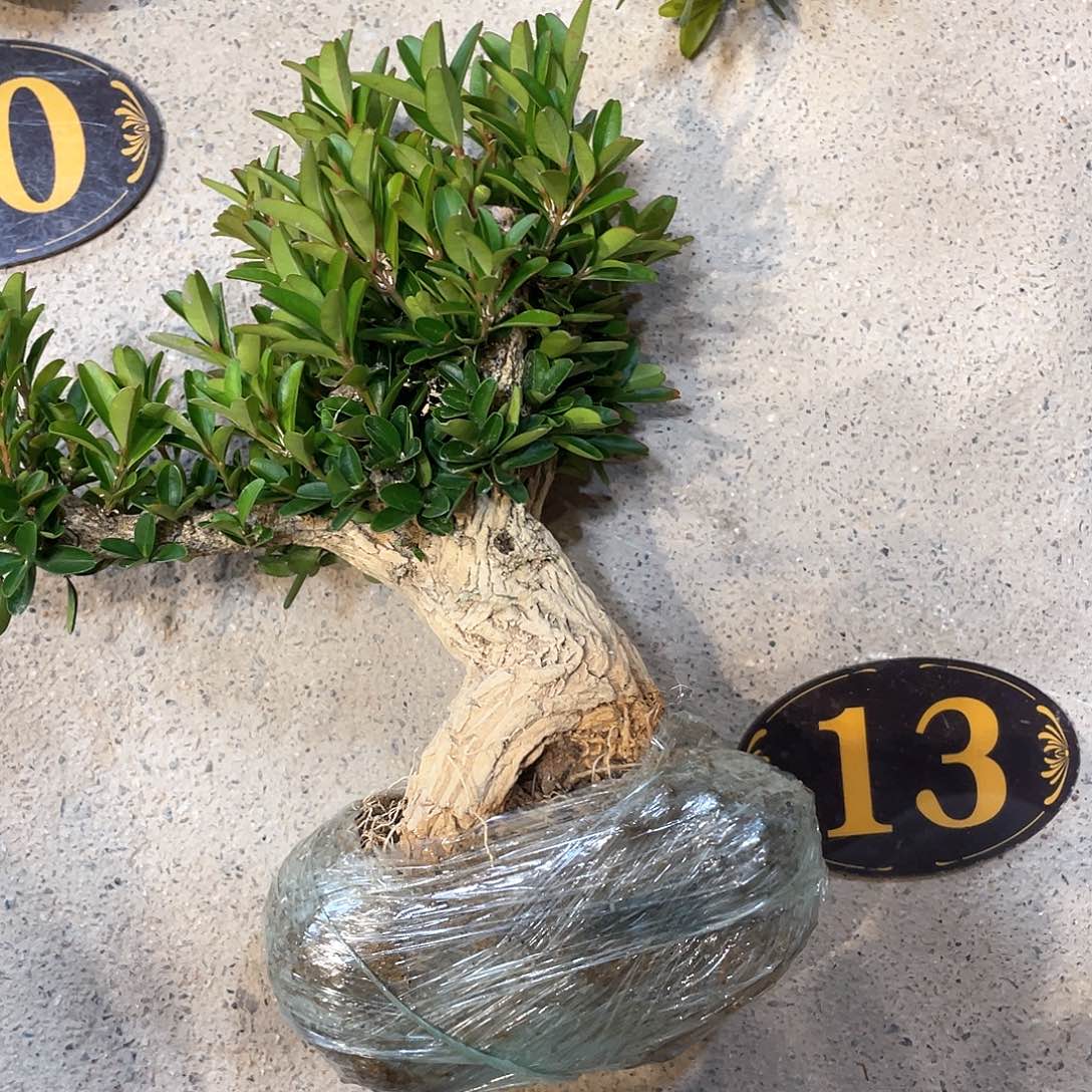 红陶用**哥一起为梦想而加油的小