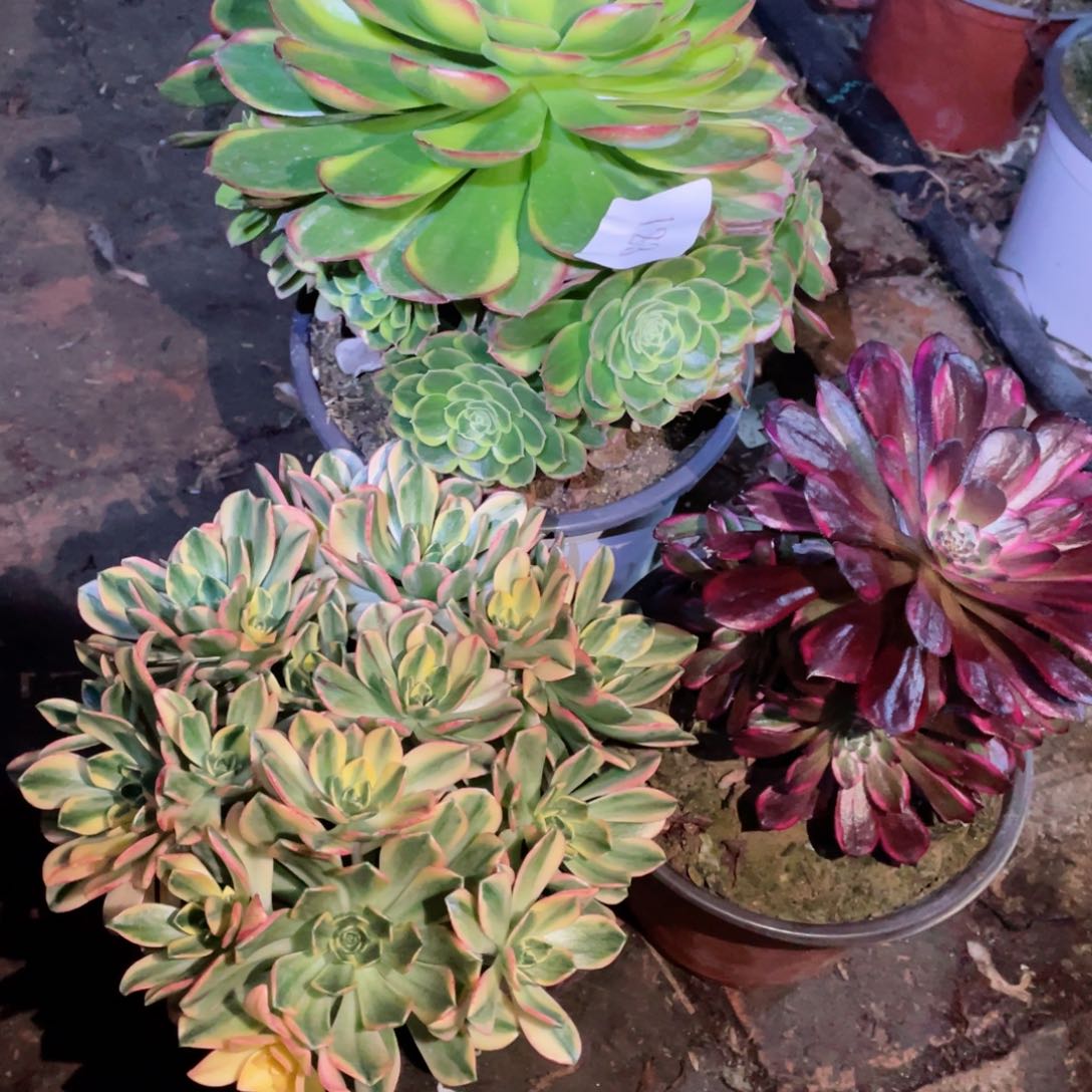 多肉植物组合3颗123