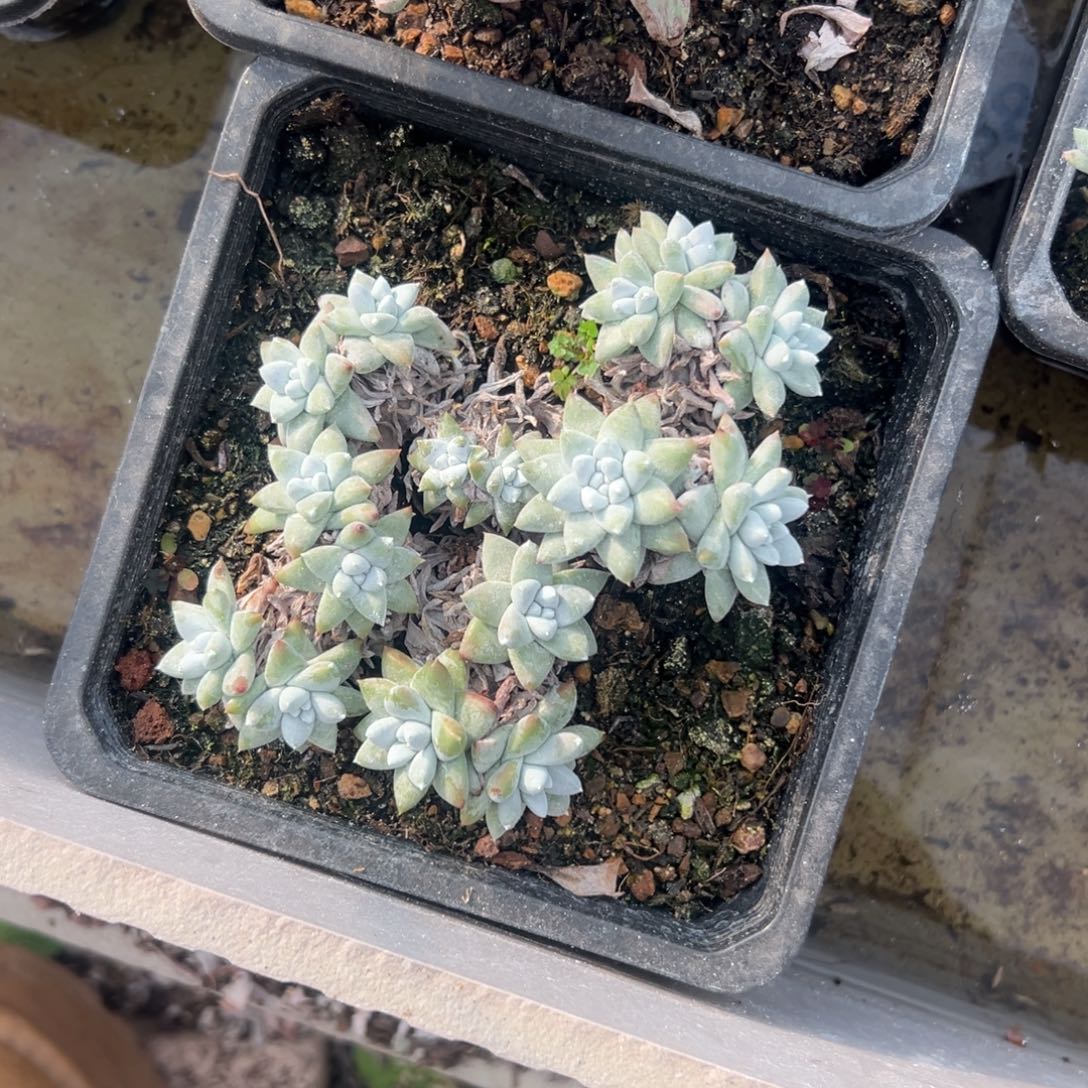 福利白菊～一物一拍1399