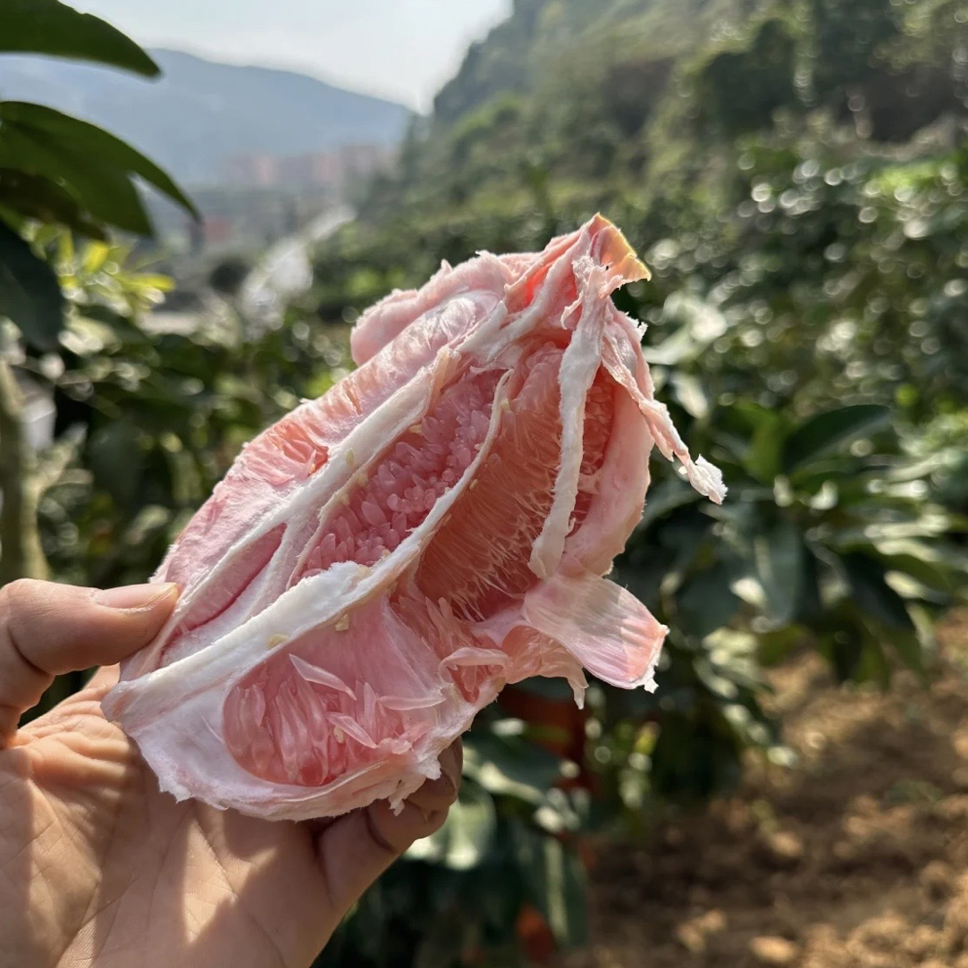 贵州高海拔红心柚