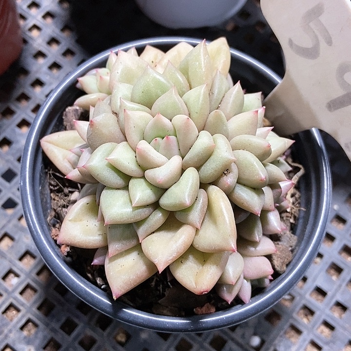 多肉植物象牙591