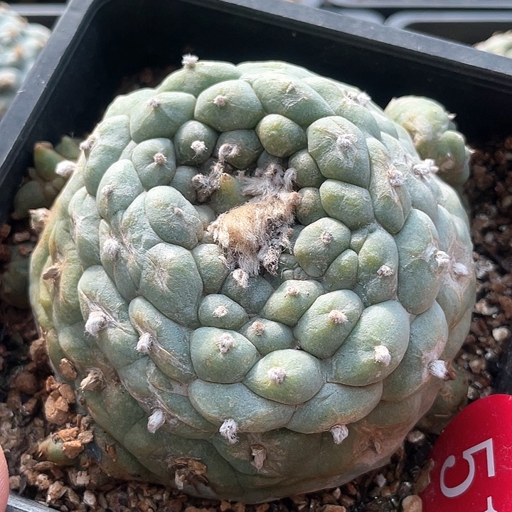 仙人球落地自根51