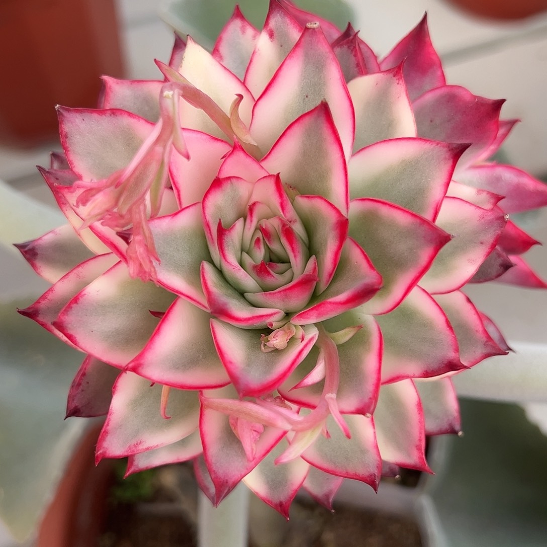 吉赛尔锦嫁接多肉植物