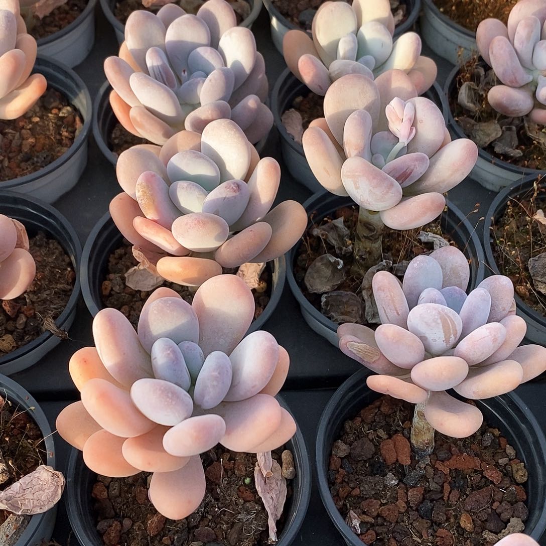 29。桃美人。单头。