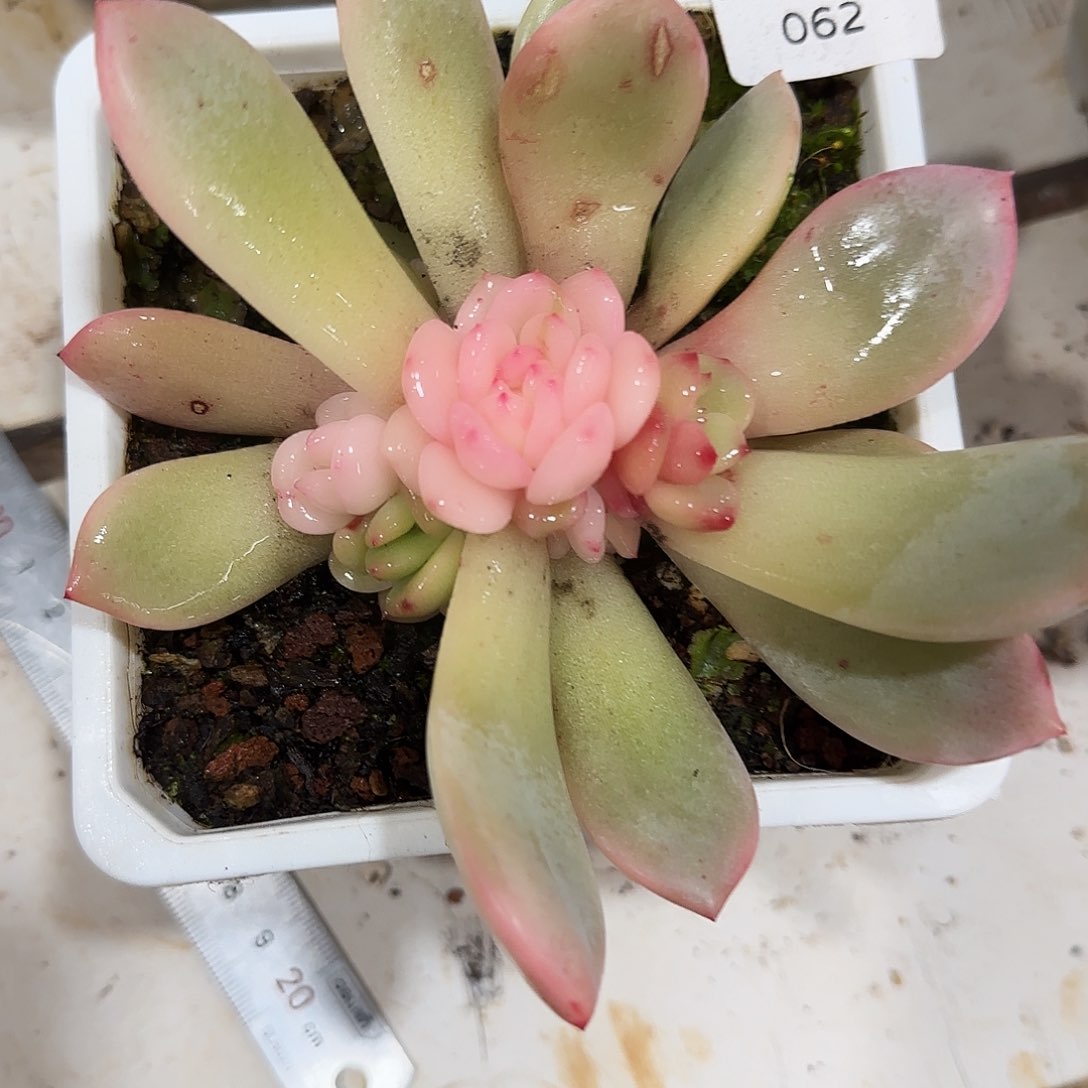 062橙梦露锦多肉植物