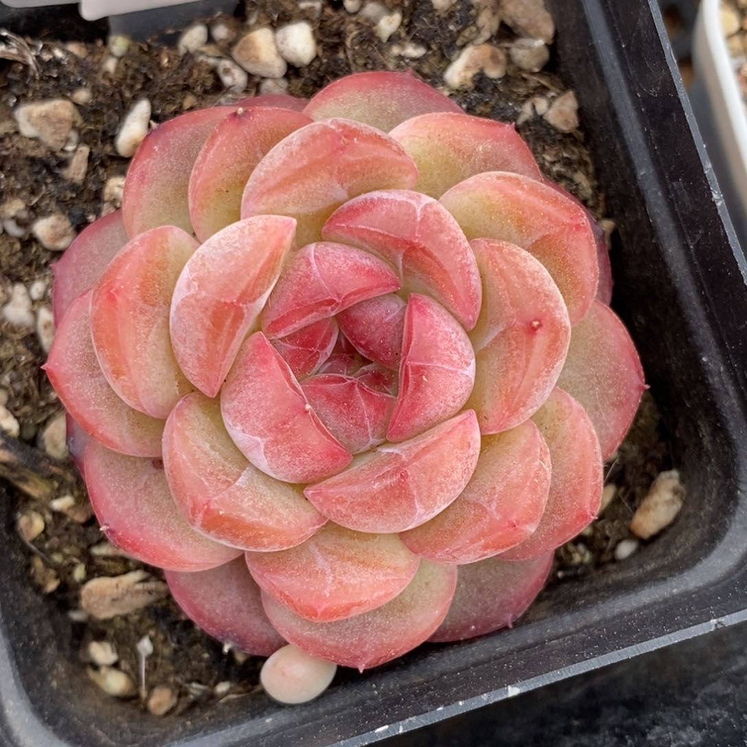 176东篱下多肉植物盆栽