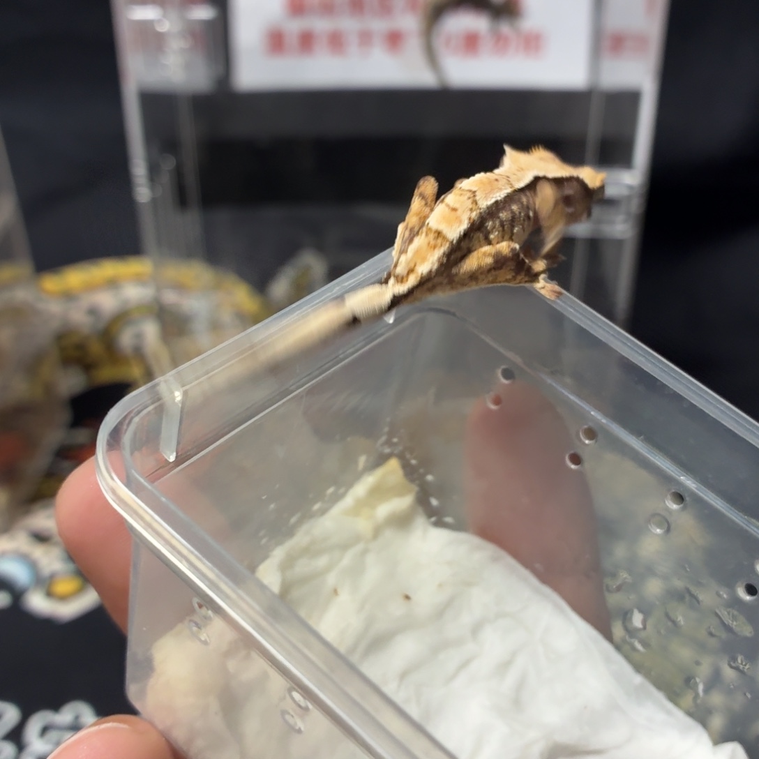 睫角守宫睫角守宫可爱入门