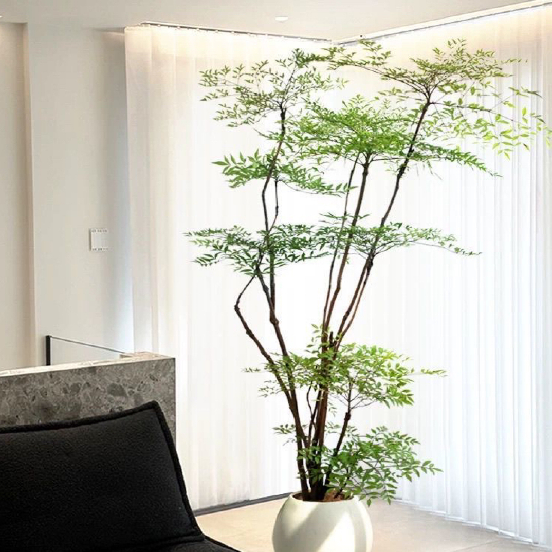 精品老桩南天竹禅意造型绿植庭院造景阳台室内观赏绿植