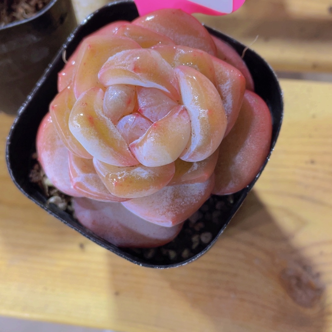 250号 天花板大白兔