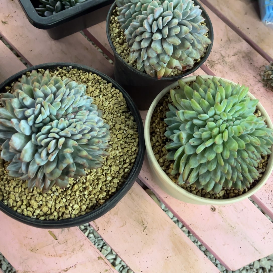 九***》星影缀化多肉植物3棵