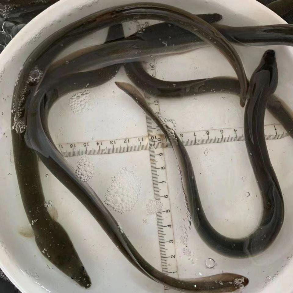 活体鳗鱼苗淡水鱼塘养殖河鳗鱼苗 白鳗鲡苗 白鳝鱼苗江鳗白鳗鱼苗