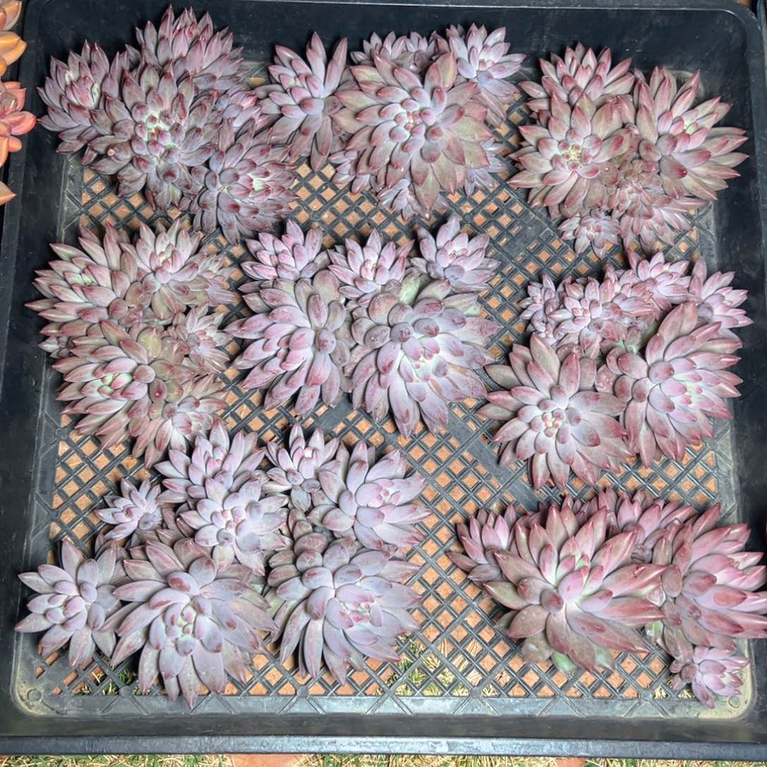 车里111111111111111111