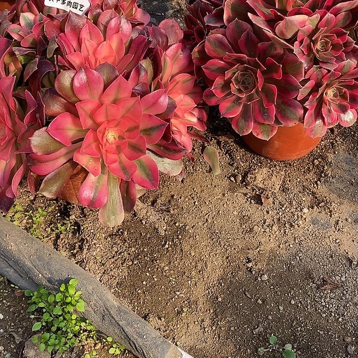 多肉植物套餐297。623