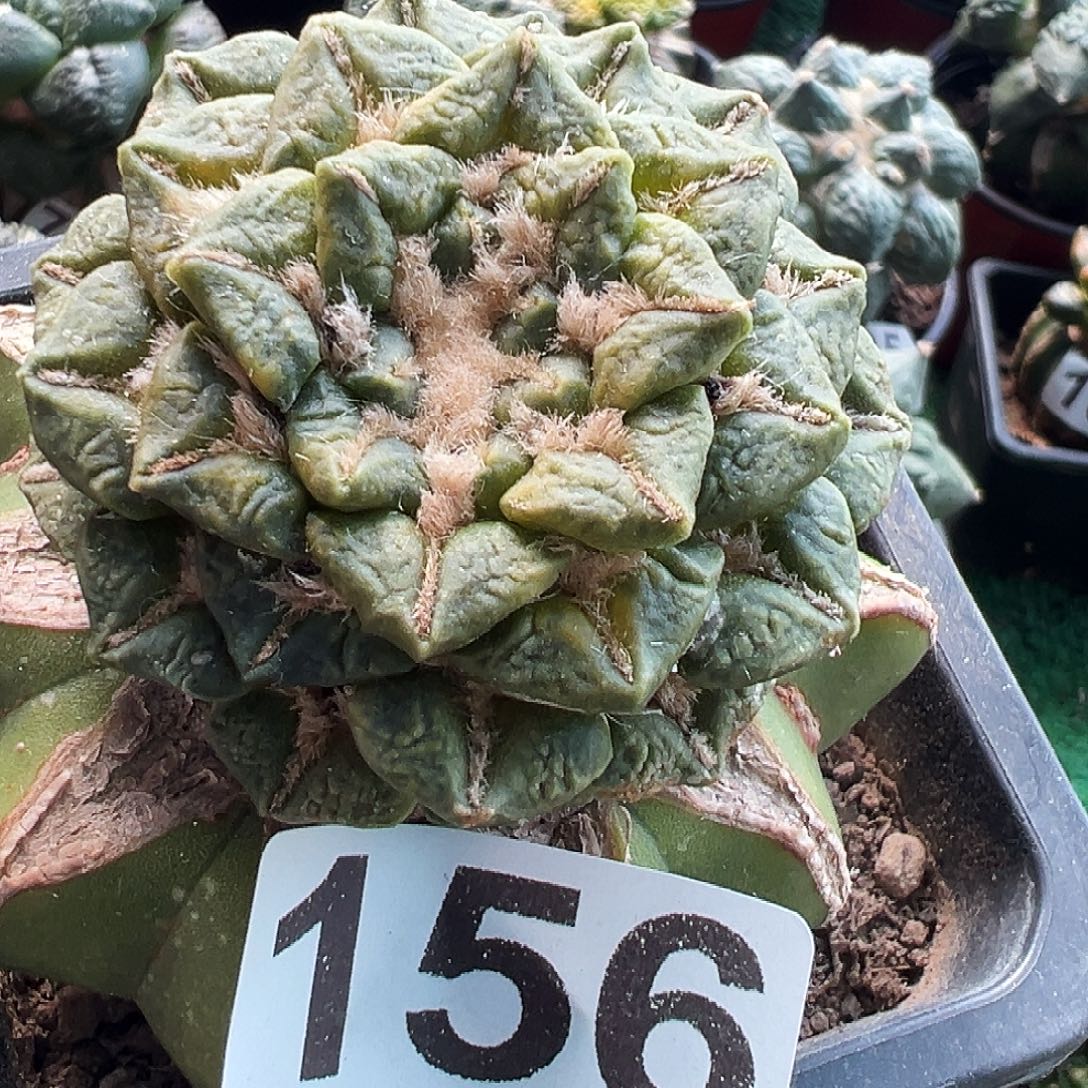 无花朵福利黑牡丹锦156