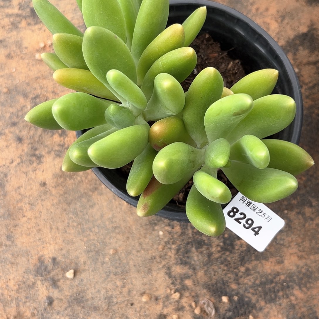 阿雅园艺。    8294