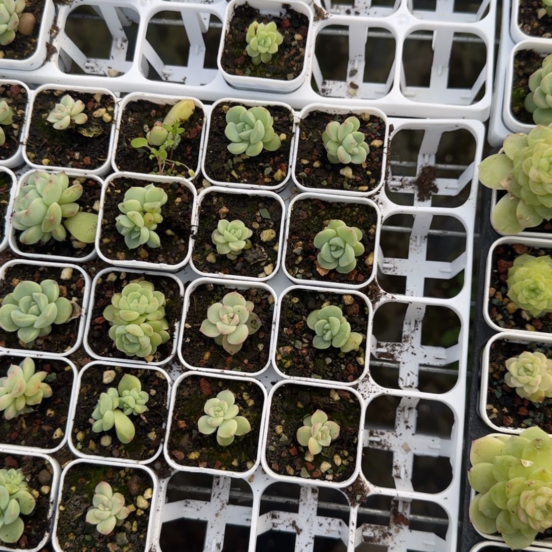 193 盆2床2个满25包邮