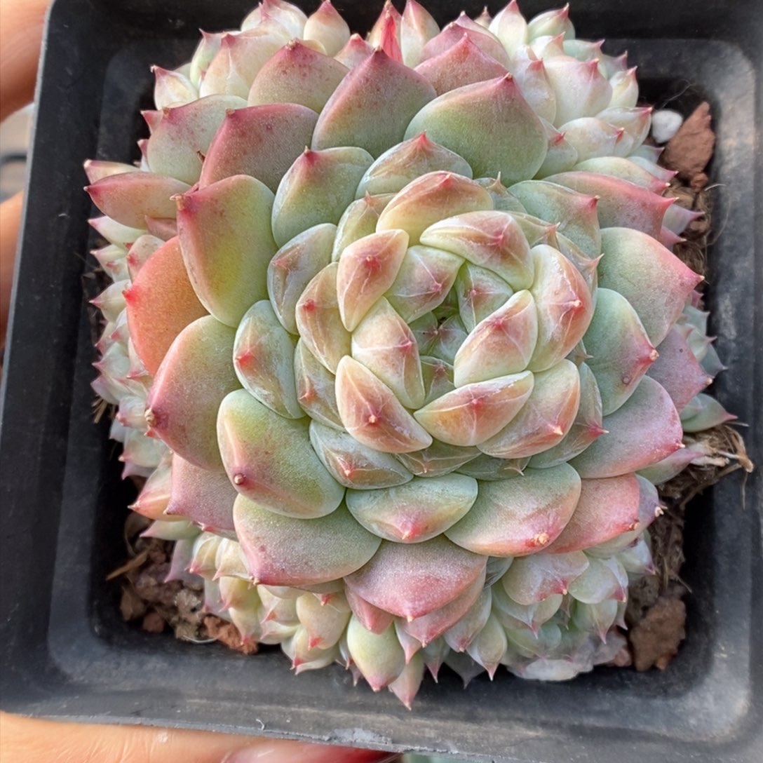 捧花冰魄群生可拍4426号