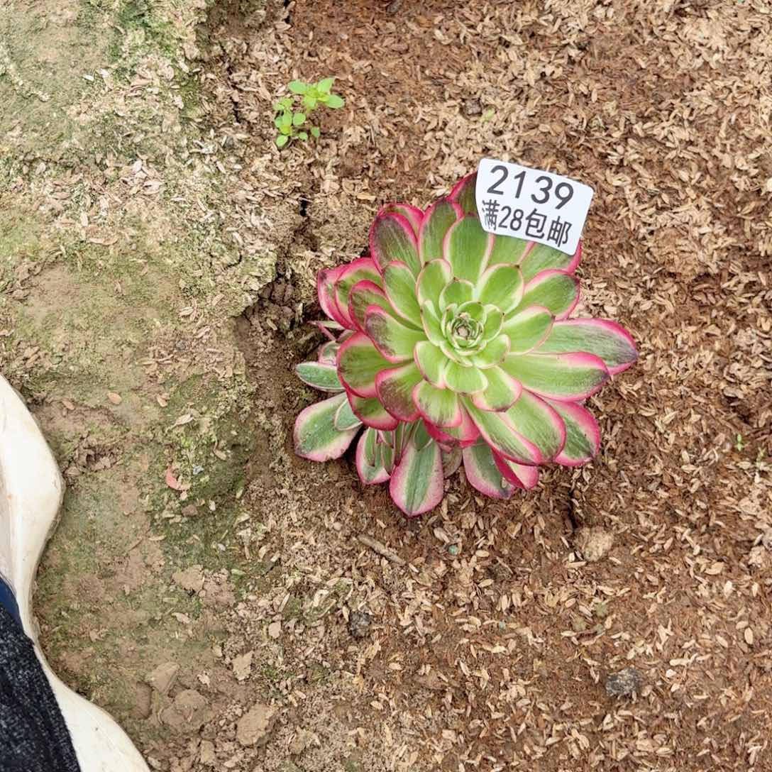 S    2139荔枝多肉