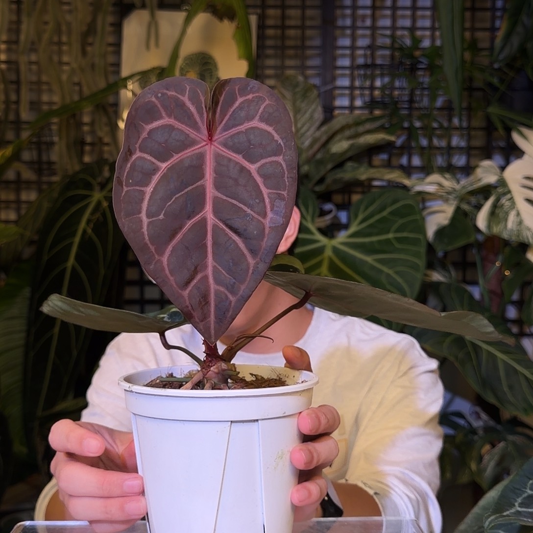 完全开放F14 红水晶