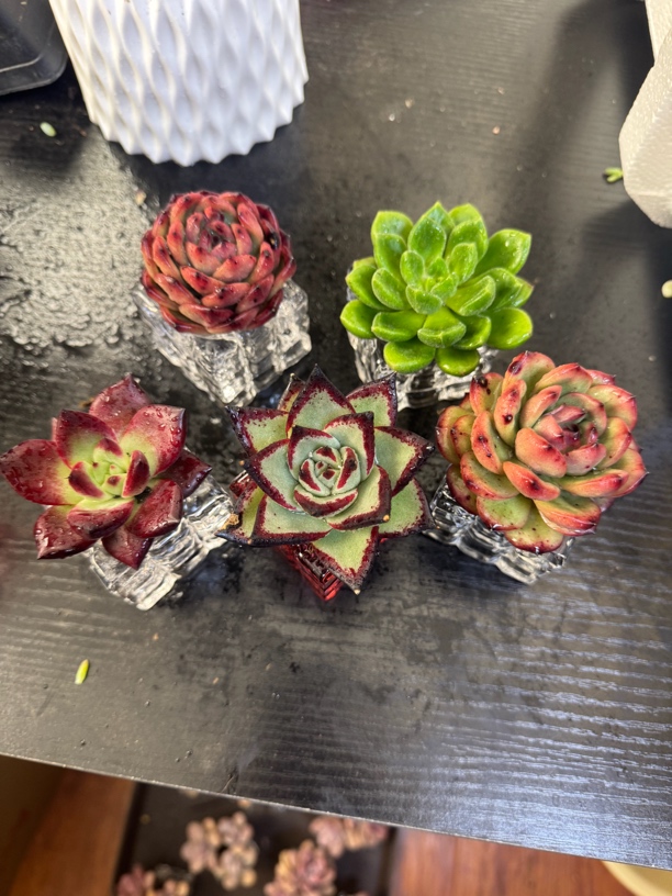 Z6 无土多肉组合